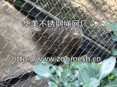 不锈钢绳编织网、不锈钢动物围网、动物园围栏网