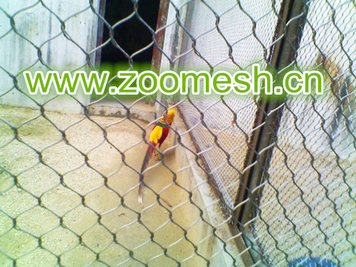 红腹锦鸡围栏网，红腹锦鸡笼舍围网，不锈钢红腹锦鸡围网，锦鸡防护网