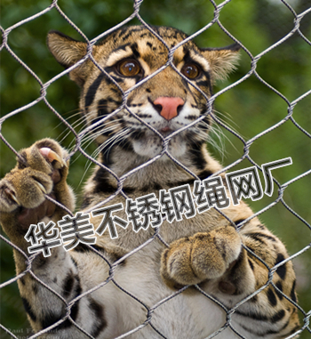 老虎笼舍网、老虎笼子围网、老虎防护网、虎园围栏网