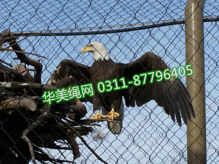 不锈钢绳网用于猛禽场所围网&老鹰笼舍防护网的优势
