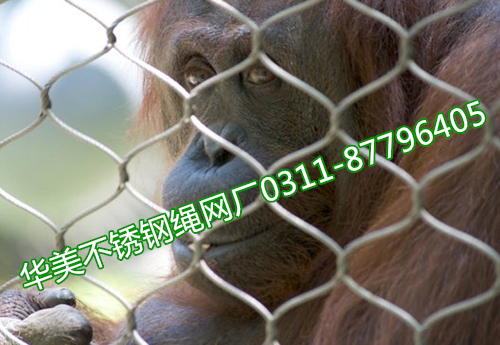 大猩猩围栏网，猩猩笼防护网-不锈钢绳网