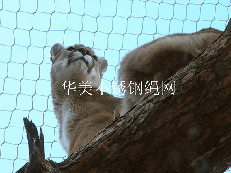 动物保护网，手工编织不锈钢网，大型动物保护网.jpg