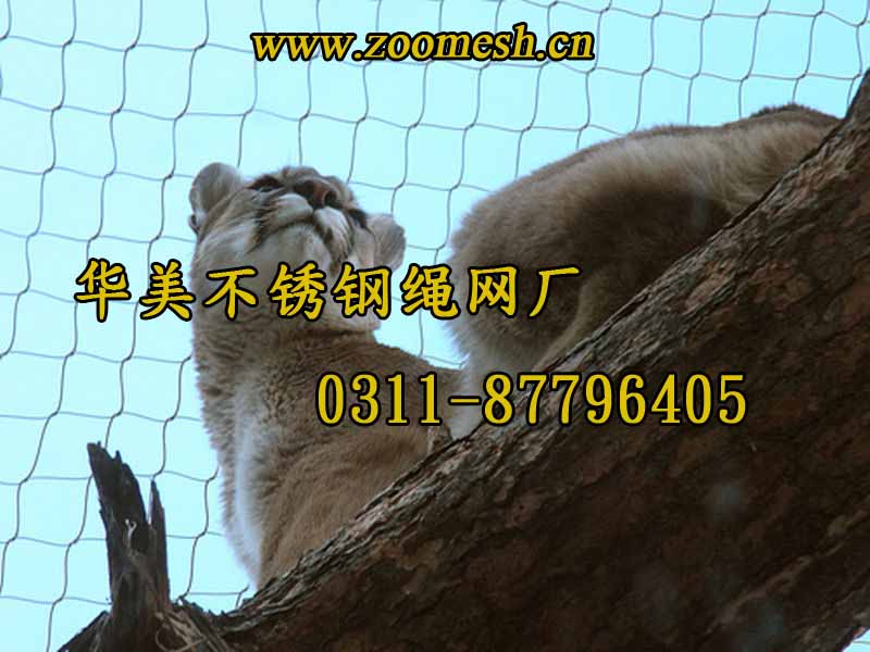 美洲狮笼围网、大猫科动物笼舍网.jpg