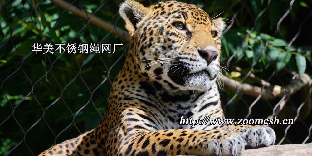 豹子围网工厂、动物园豹子围栏网出售.jpg