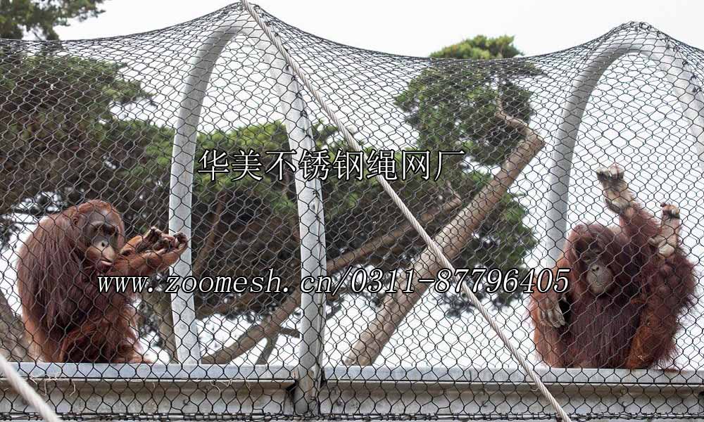 黑猩猩展览围网、猩猩围栏网、大猩猩安全围网、长臂猿围网、大猩猩通道网.jpg